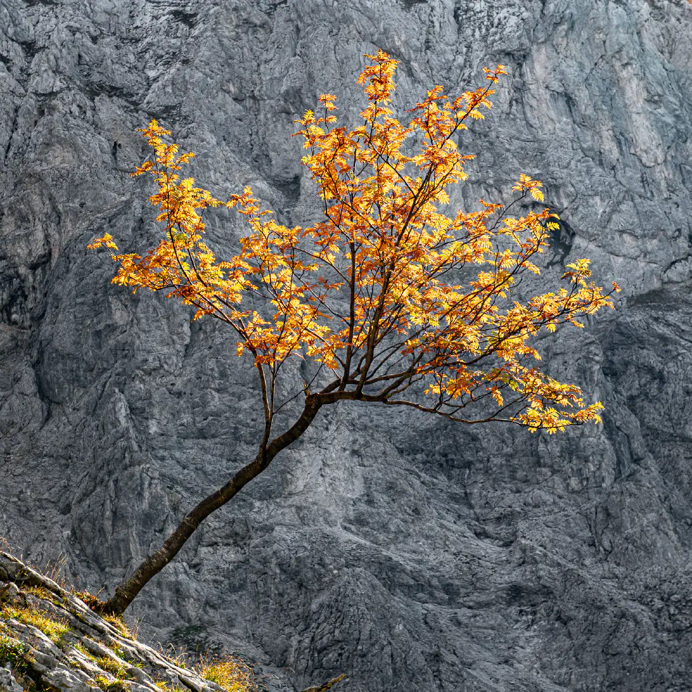 A tree in autumn, Hochschwab